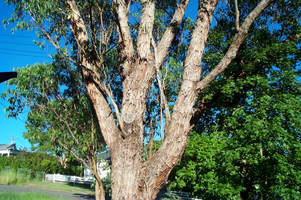 Tree for parrots to nest in