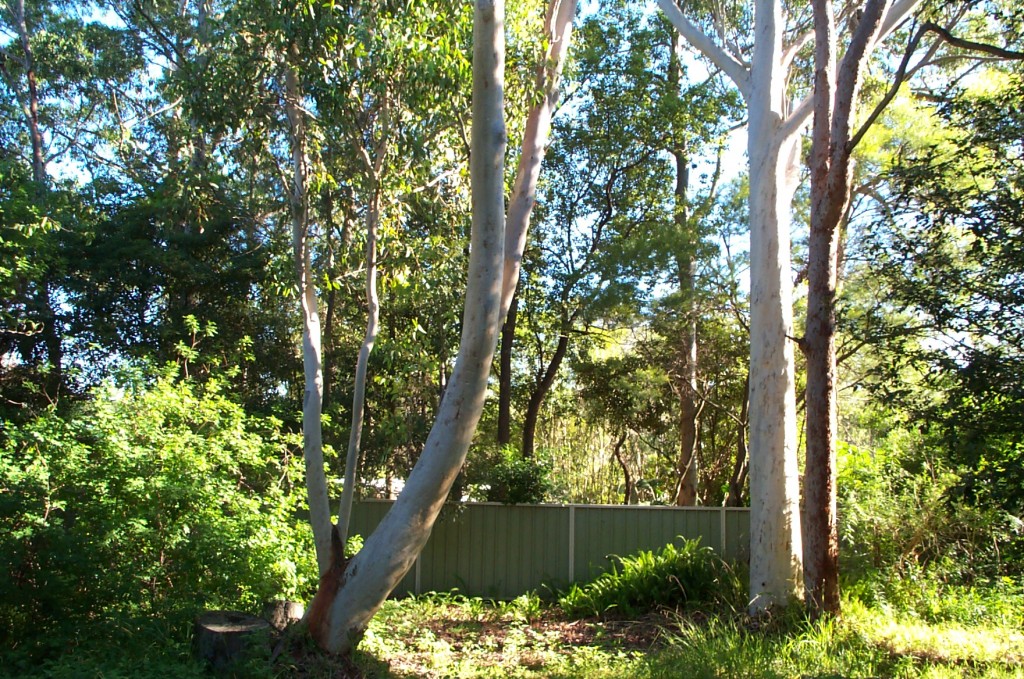 Eucalyptus trees in our back yard - bottom