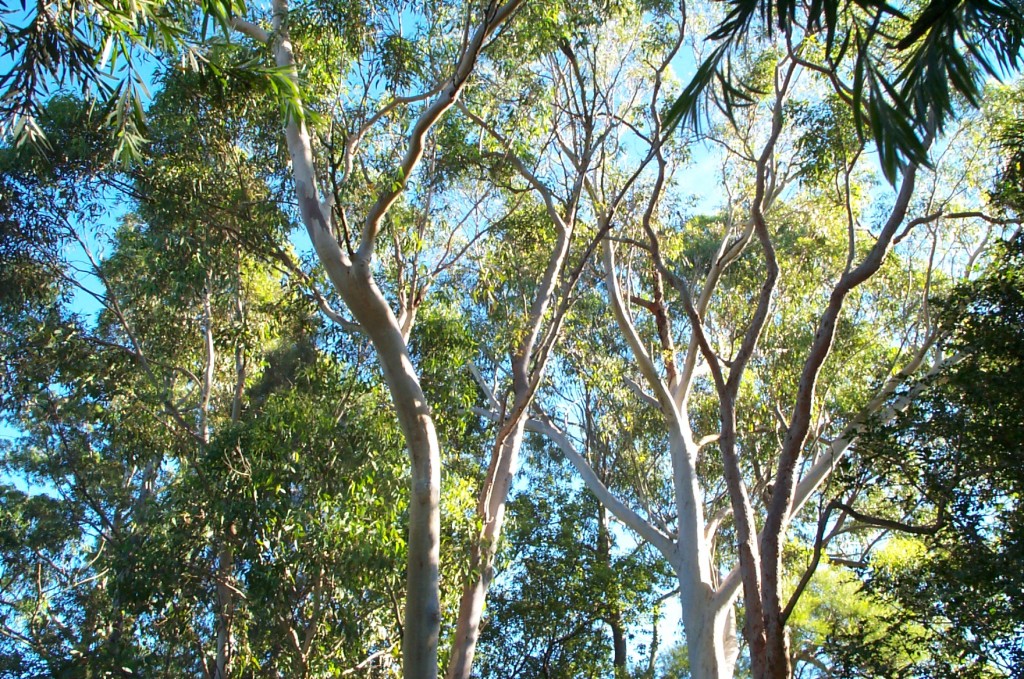 Eucalyptus trees in our back yard - top