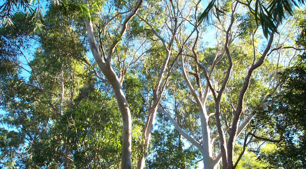 Eucalyptus trees in our back yard - top
