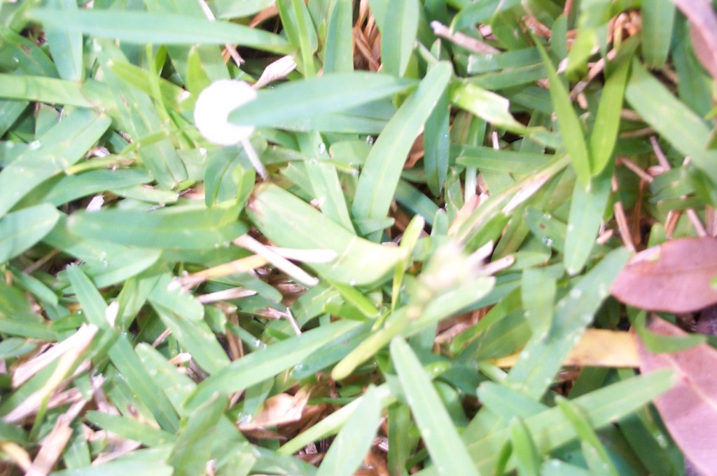 Out of focus close up of fungus de jour