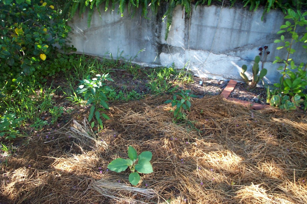 Thai eggplant and two chili plants