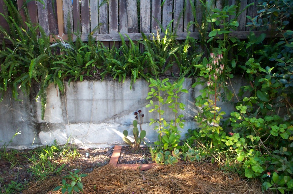 Postage stamp garden - cactus and succulents - back yard