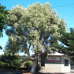 flowering paperbark tree
