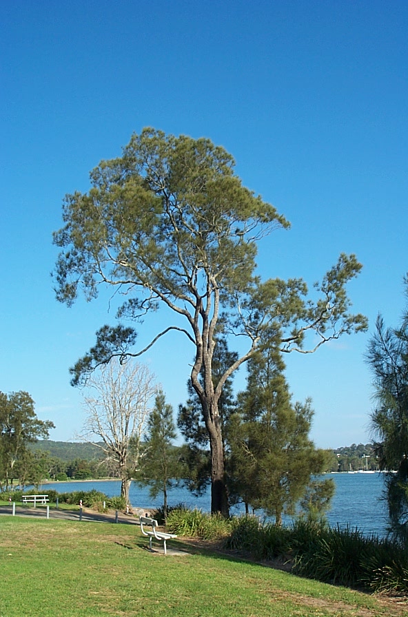 casurina tree