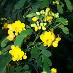 cassia flowers in our back yard