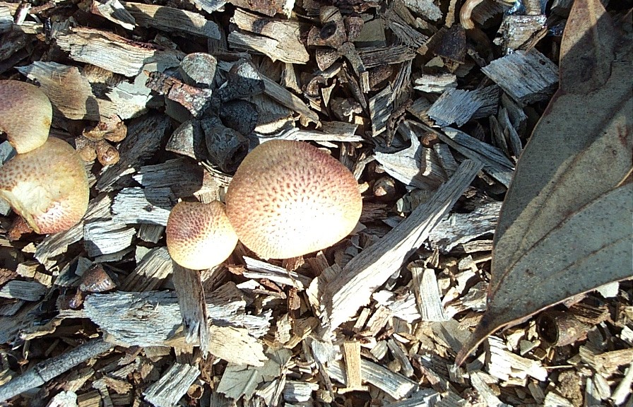 bespeckled mushrooms